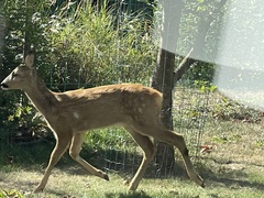 Capreolus capreolus