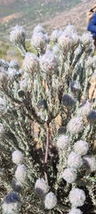 Trichocephalus stipularis