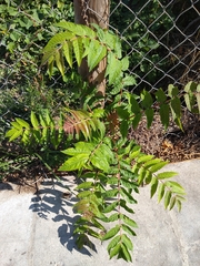 Ailanthus altissima