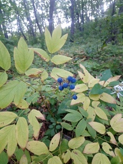 Caulophyllum robustum