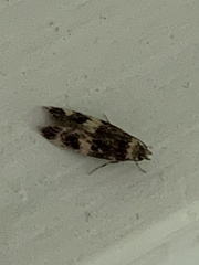 Oegoconia deauratella