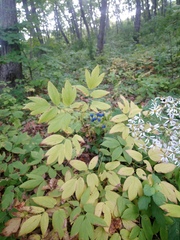 Caulophyllum robustum