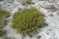 Artemisia salsoloides