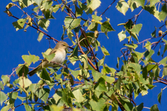 Phylloscopus trochilus