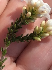 Epacris rigida