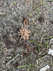 Physalacriaceae
