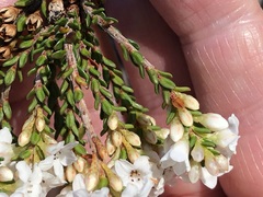 Epacris rigida