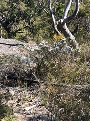 Epacris rigida