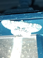 Iridopsis larvaria