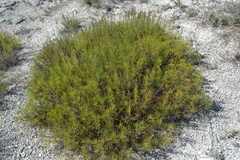Artemisia salsoloides