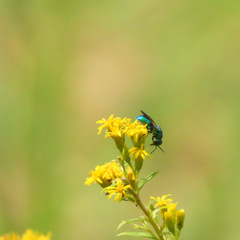 Chrysidinae