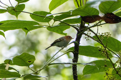 Phylloscopus grammiceps