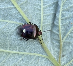 Menida violacea