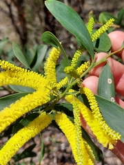 Acacia bulgaensis