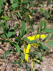 Acacia bulgaensis