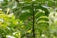 Phylloscopus grammiceps