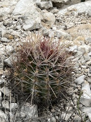 Hamatocactus hamatacanthus hamatacanthus