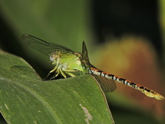 Erpetogomphus crotalinus