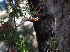 Acanthorhynchus tenuirostris