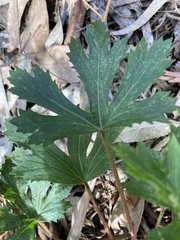 Trachymene composita