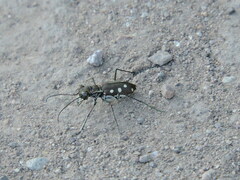 Cicindela ocellata
