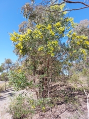 Acacia bulgaensis