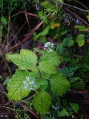 Circaea canadensis quadrisulcata