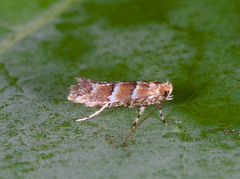 Cameraria corylisella