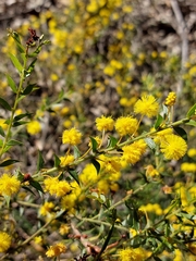 Acacia amblygona