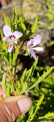 Pelargonium scabrum