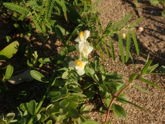 Linaria japonica