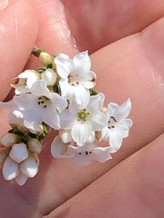 Epacris rigida