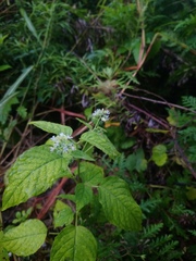 Circaea canadensis quadrisulcata