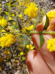 Acacia amblygona