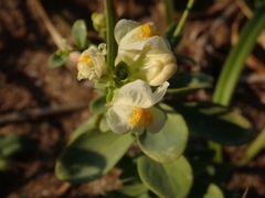 Linaria japonica
