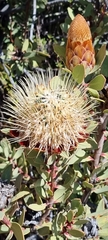 Protea glabra