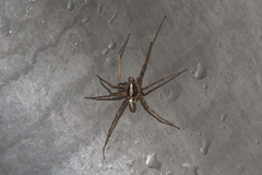 Ctenidae