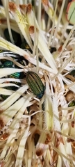 Protea glabra