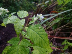 Circaea canadensis quadrisulcata