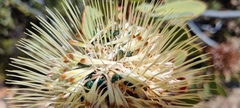 Protea glabra