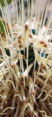 Protea glabra