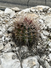 Hamatocactus hamatacanthus hamatacanthus