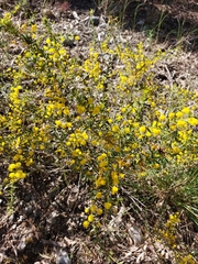 Acacia amblygona