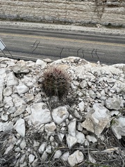 Hamatocactus hamatacanthus hamatacanthus