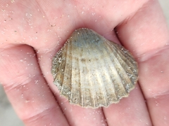 Acanthocardia paucicostata