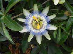 Passifloraceae