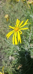 Euryops speciosissimus