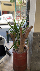 Asparagaceae