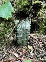 Icmadophila ericetorum