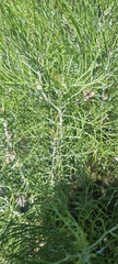 Euryops speciosissimus